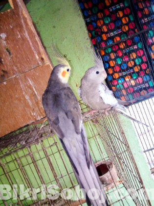 Cockatiel
